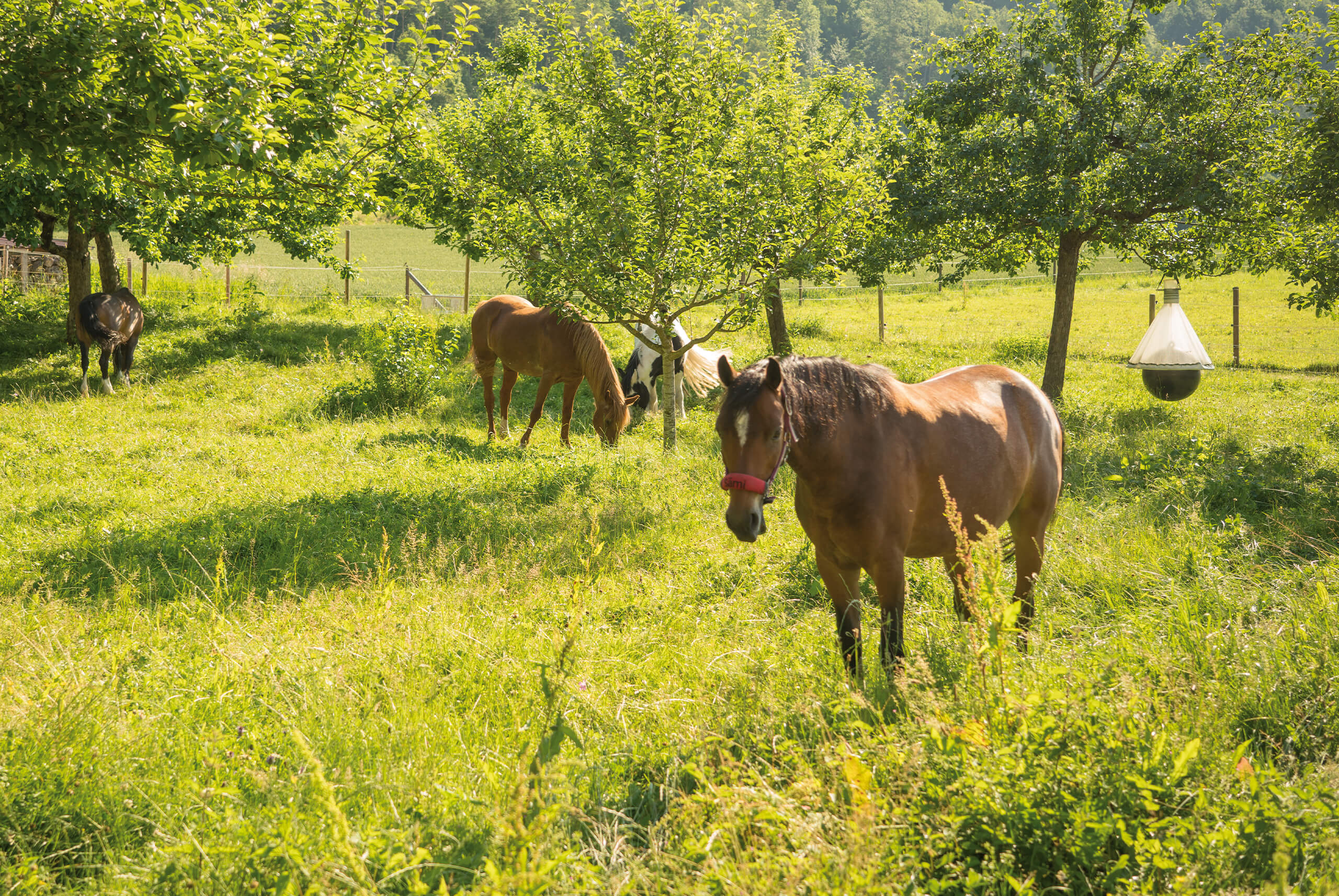 Natur in Urspring